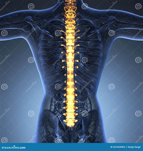 Human Backache and Back Pain with an Upper Torso Body Skeleton Showing
