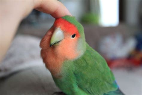 A Green And Orange Bird Sitting On Top Of A Persons Hand