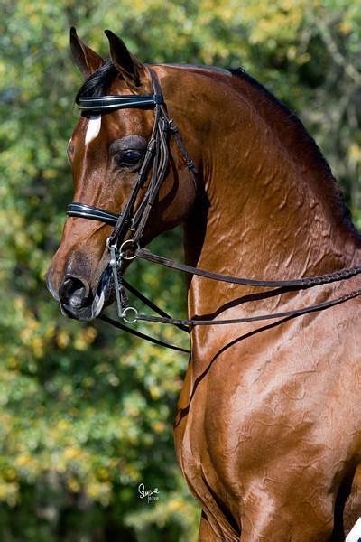 Pin By Rachel D On Arabian Equines Beautiful Horses Horse