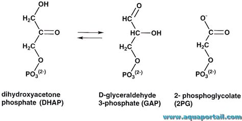 Dihydroxyacétone Phosphate Définition Et Explications