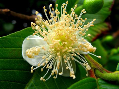 Guava Psidium Guajava Feedipedia