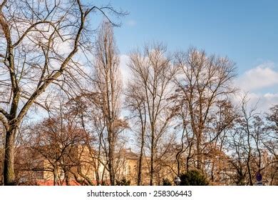 Naked Trees Blue Sky Clouds Stock Photo Shutterstock