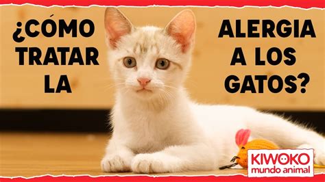 Alergia a los Gatos Qué es y Cómo se trata YouTube