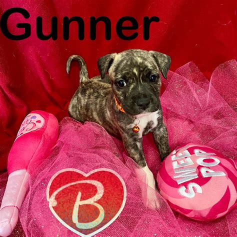 Adopt Gunner Today Pets Thecountyoffice