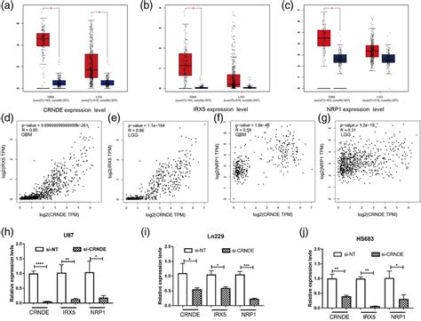 The Correlation Of Crnde And Irx5 And Nrp1 In Glioma Ac The