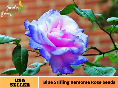 Rare Seeds Stifling Remorse Rose Seeds A Seeds Etsy