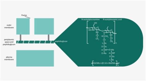 Diagram Of Simple Cell, HD Png Download , Transparent Png Image - PNGitem