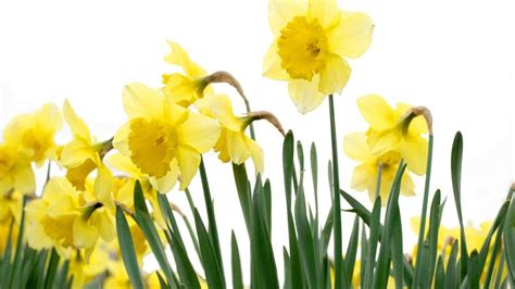 🔥 [30+] Spring Daffodils Wallpapers | WallpaperSafari