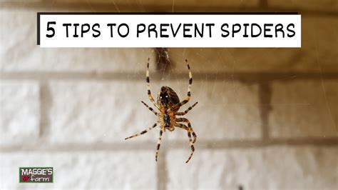 5 Tips To Prevent Spiders Youtube