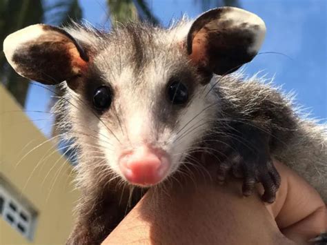 El Tlacuache El único Marsupial Mexicano México Desconocido