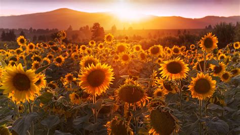 Yellow sunflowers, sunset, field, flowers, summer Sunrays 4 K HD ...