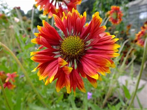 Gaillardia Dianas Mooie Moestuin