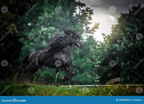 Black Friesian stallion stock photo. Image of friesian - 260454470