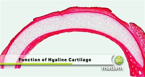 Function Of Hyaline Cartilage Biomadam