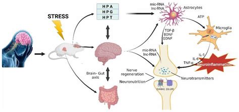 Pharmaceuticals Free Full Text Monoamine Neurotransmitters Control