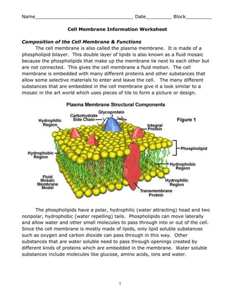 Cell Membrane And Transport Worksheet Printable Word Searches