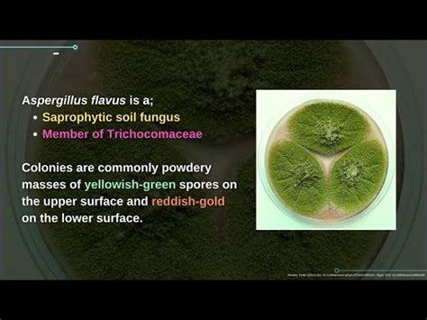 Aspergillus Flavus Life Cycle