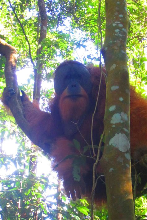 Tages Dschungel Trek In Bukit Lawang Den Sanften Orang Utans Ganz