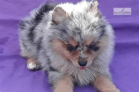 Merle Pomeranian Puppies For Sale Near Me 8 Weeks Old Blue Merle