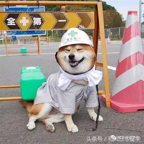 「戲精」柴犬走紅網絡！網友：它承包了我整年的頭像！ 每日頭條