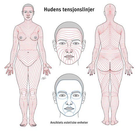 Excision of skin lesions (4x drawings) on Behance