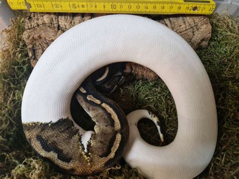 Königspython Python regius Piebald - Steinhagen