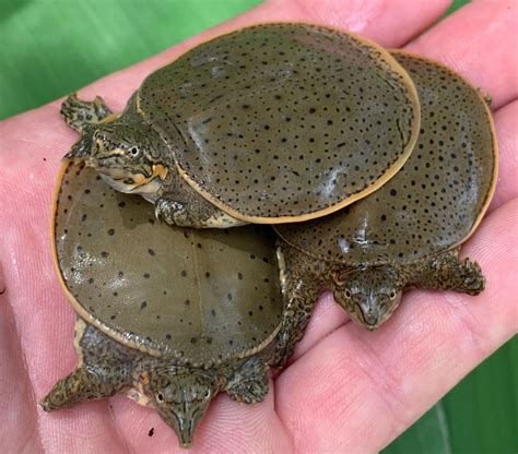 Florida Softshell Turtle Baby Ubicaciondepersonascdmxgobmx