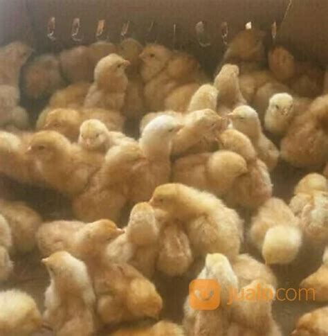 Harga Ayam Petelur Newstempo