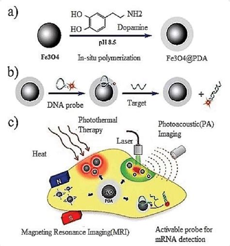 A Schematic Illustration Of The Preparation Of Fe O Pda Ncs B