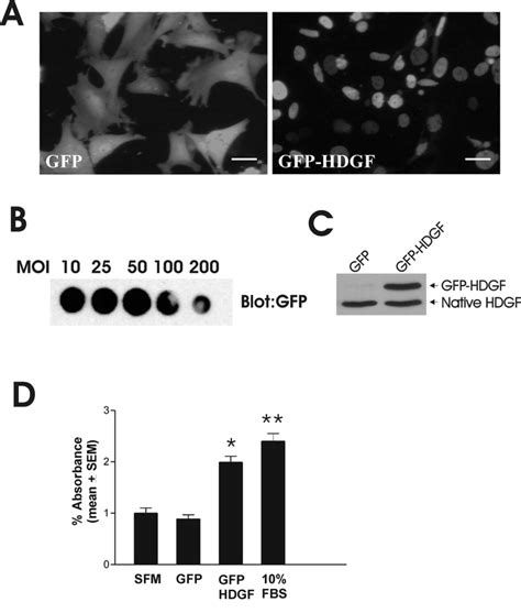 Adenoviral Expression Of A Gfp Hdgf Fusion In Primary Mouse Smc Is