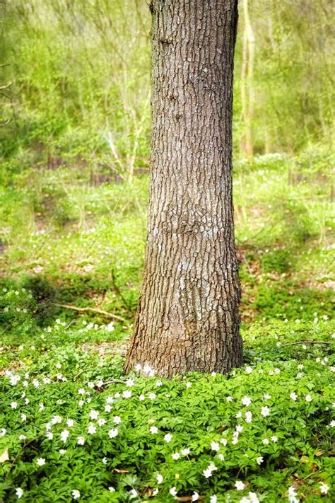 Closeup Landscape View Of A Tree Growing In A Lush Green Forest In