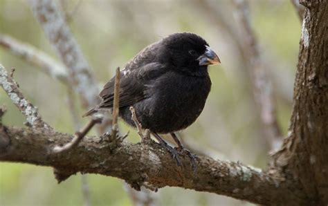 Evolution of Darwin's Finches Tracked at Genetic Level - Scientific ...