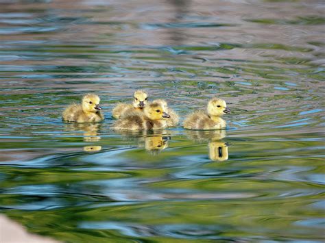 Cuteness Overload Baby Ducks Swimming Photograph by Shane Sheffield ...