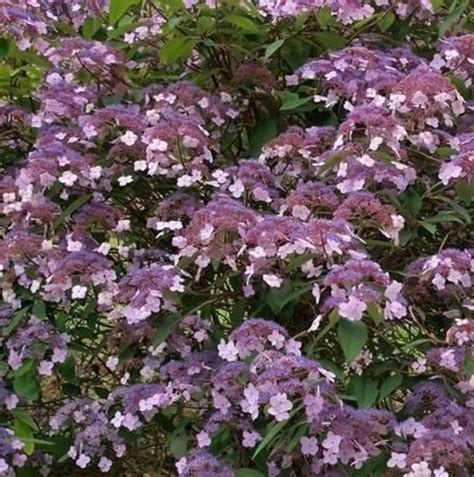 Hydrangea Aspera Hot Chocolate Sammetshortensia