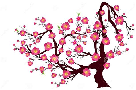 Vector Cherry Blossom For Chinese New Year And Lunar New Year Stock Vector Illustration Of