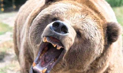 7 Quick Facts About Bear Teeth (Must Read!)