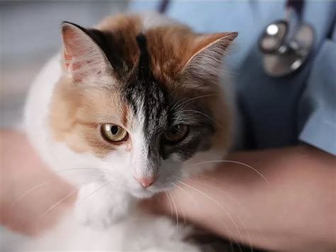 Eosinophiles Granulom Bei Katzen Ursachen Diagnose Und Behandlung