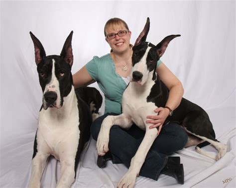 Conformation And Performance Great Danes And An Ibizan Hound