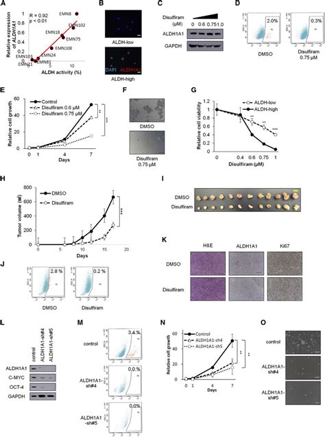 Inhibition Of Aldh Activity Blocks The Formation And Proliferation Of