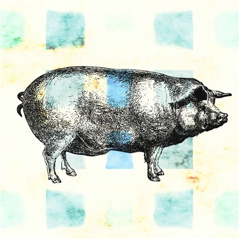 Vintage Pig Drawing Free Stock Photo - Public Domain Pictures