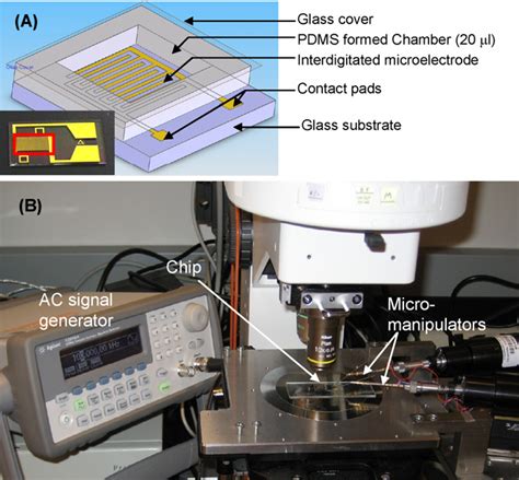 Figure 1 From Dielectrophoresis Assisted Immuno Capture And Detection Of Foodborne Pathogenic