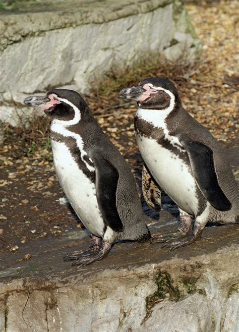 Humboldt penguin | Endangered Species, Habitat & Diet | Britannica