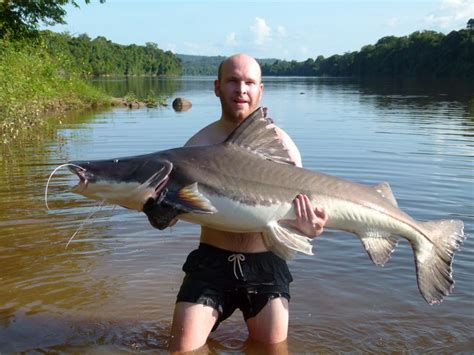 Piraiba Catfish - Amazon Game Fishing Guide | Amazon-Angler