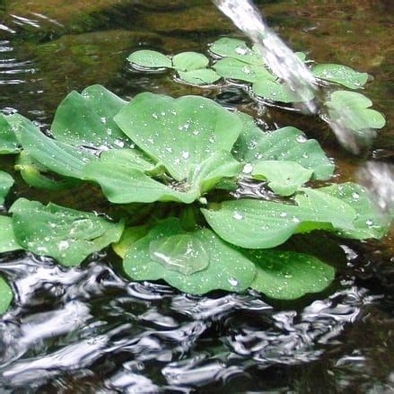 Water Lettuce Facts Care Planting Guide Pistia Stratiotes Pond