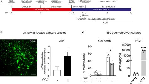 Frontiers Nerve Growth Factor Promotes Differentiation And Protects