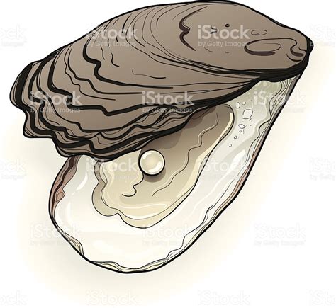 Oyster Pearl Drawing at GetDrawings | Free download