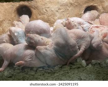 Closeup Photo Several Naked Mole Rats Known Stock Photo 2425091195 Shutterstock