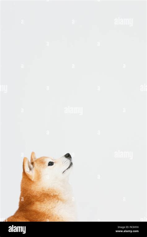 Shiba Side Profile Hi Res Stock Photography And Images Alamy