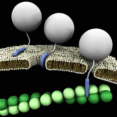 Tat All About Cell Penetrating Peptides Lifetein Peptide Blog