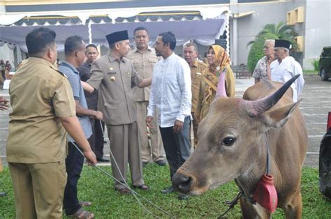 Gubernur Serahkan Hewan Kurban Bantuan Presiden Indonesia Timur